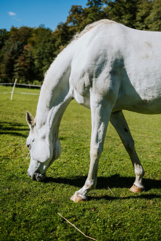 Marianowo home galeria